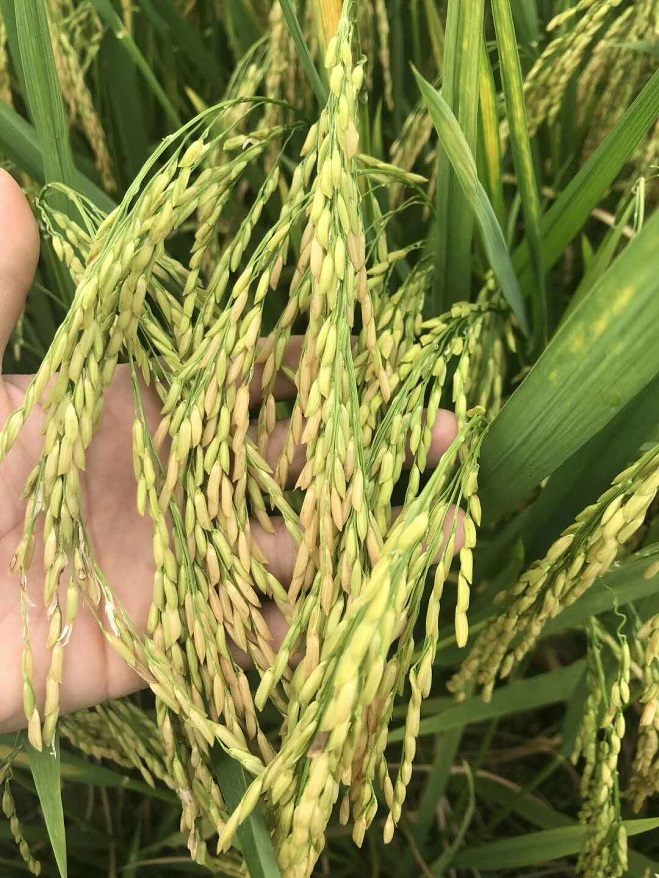 【汇棉农业】农家象牙米,吃过的都会复购!