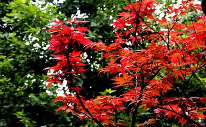 天平山赏红枫