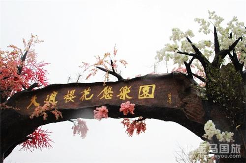 从化天适樱花