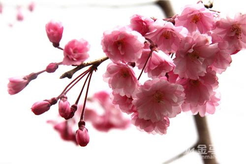 从化天适樱花