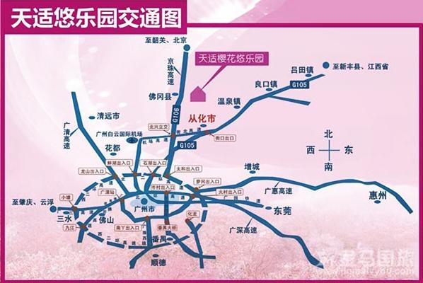 从化天适樱花