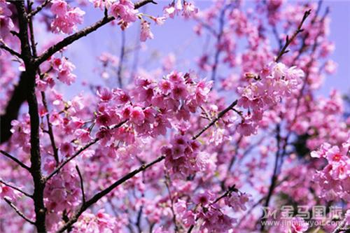 从化天适樱花