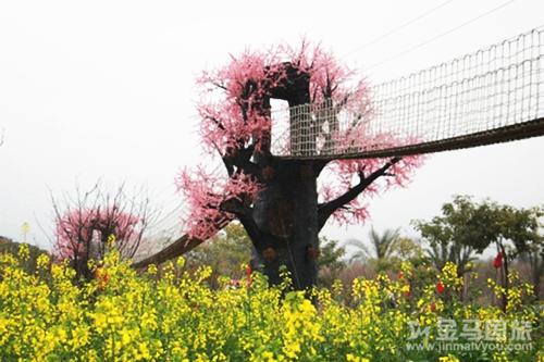 从化天适樱花