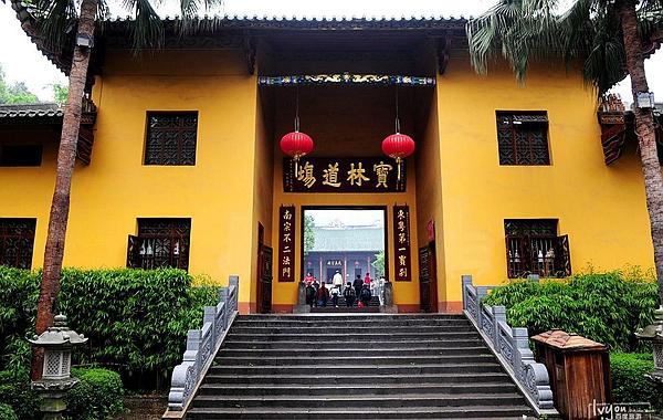 南雄银杏林