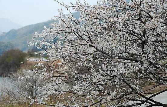 从化流溪香雪梅花节