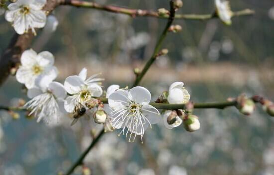 从化流溪香雪梅花节