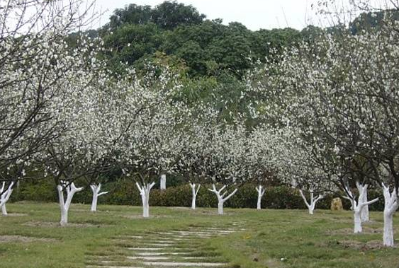 萝岗香雪公园梅花