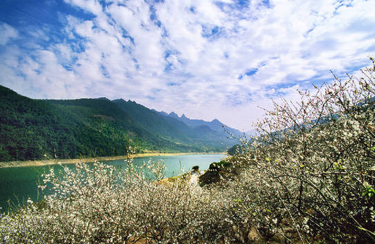 萝岗香雪公园梅花