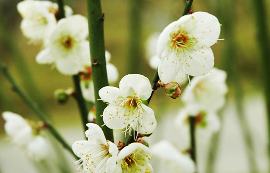 萝岗香雪公园梅花