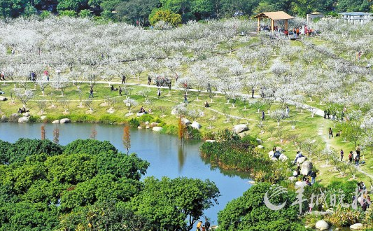 萝岗香雪公园梅花