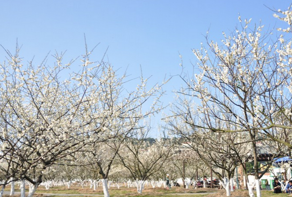 萝岗香雪公园门票