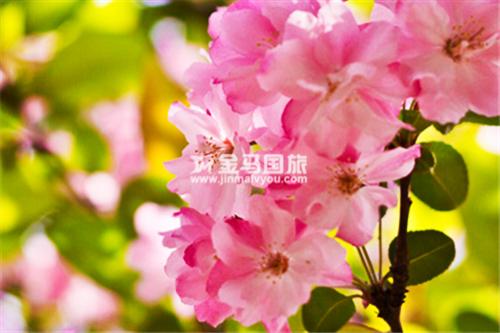 云南旅游景点
