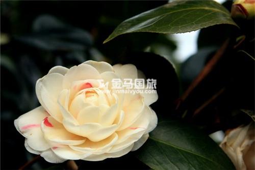 云南旅游景点