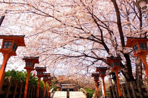 日本樱花