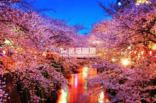 日本樱花