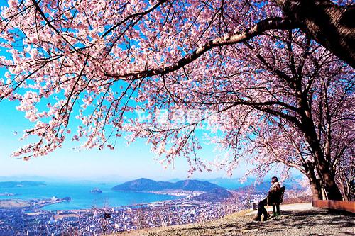 韩国樱花