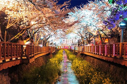 韩国樱花