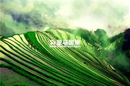 龙脊梯田