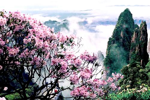 莽山森林温泉