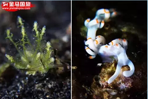 美娜多旅游 美娜多旅游