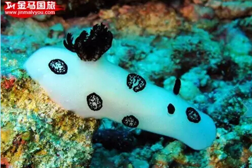 美娜多旅游 美娜多旅游
