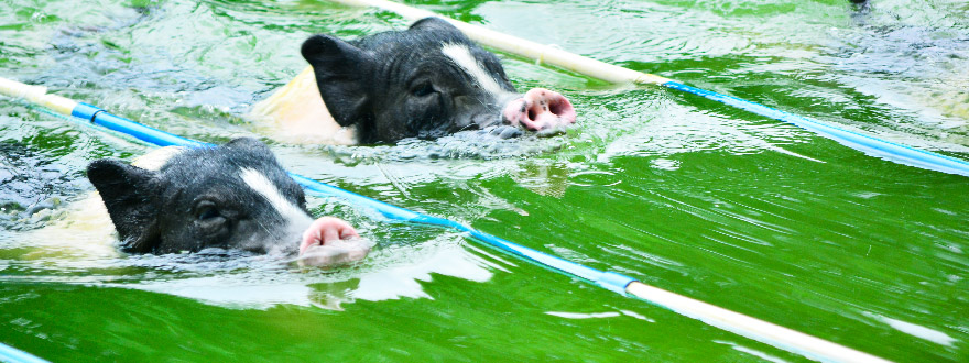 可爱小猪将在水中展开激烈角逐,娱乐 竞赛.